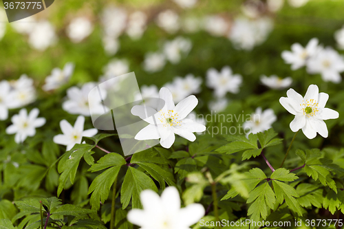 Image of   white spring flowers.