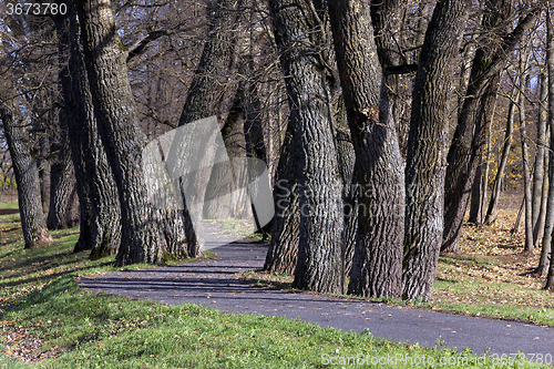 Image of autumn trees  . Belarus