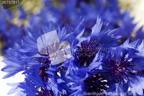 Image of blue cornflower  . spring