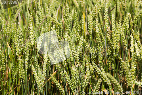 Image of immature cereals . wheat