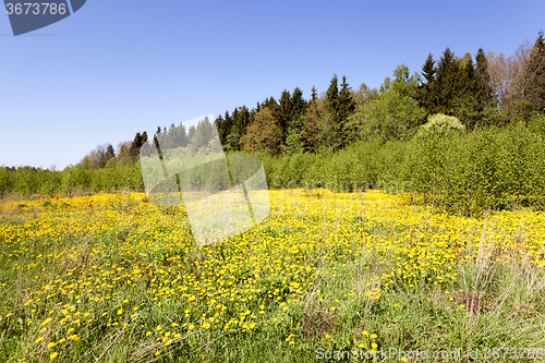 Image of yellow dandelions.   spring 