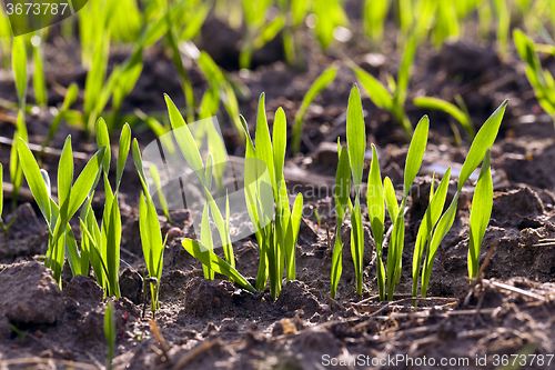 Image of  green wheat sprout