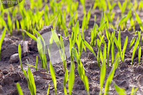 Image of green cereals. spring