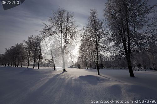 Image of   trees in the park 