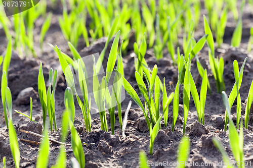 Image of wheat germ .  field