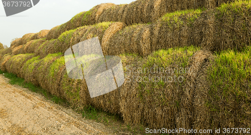 Image of   field after harvesting 