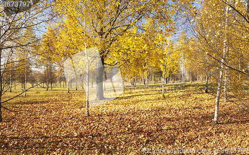 Image of autumn forest  .  trees  