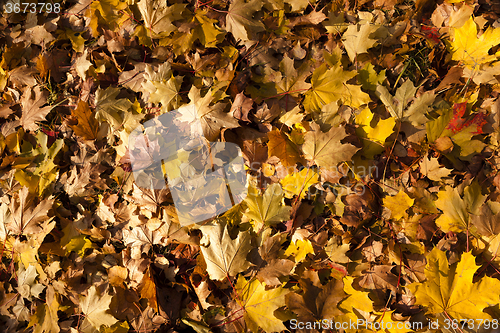 Image of   trees in the autumn  