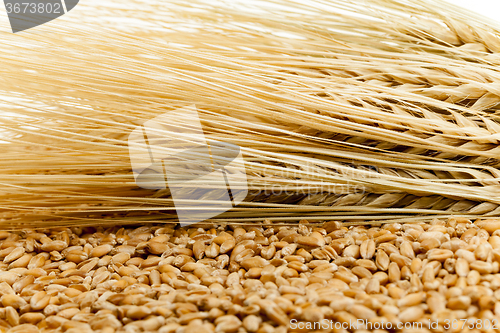 Image of ripened cereals .  field  