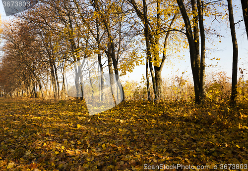 Image of autumn trees. Belarus