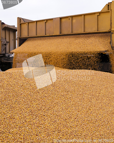 Image of  heap of corn