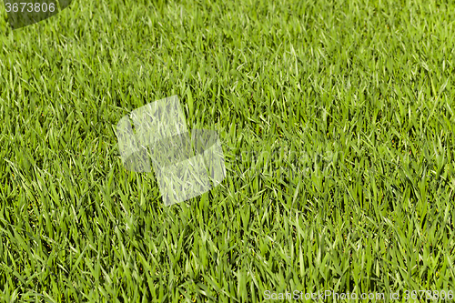 Image of  green wheat sprout