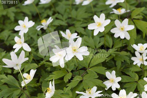 Image of   white spring flowers.