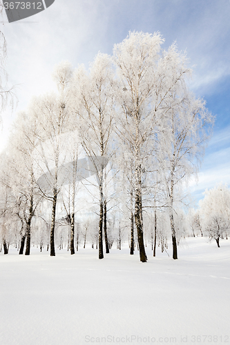 Image of trees in winter 