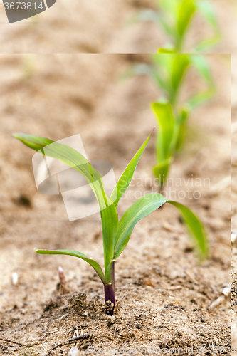 Image of corn germ .  close up