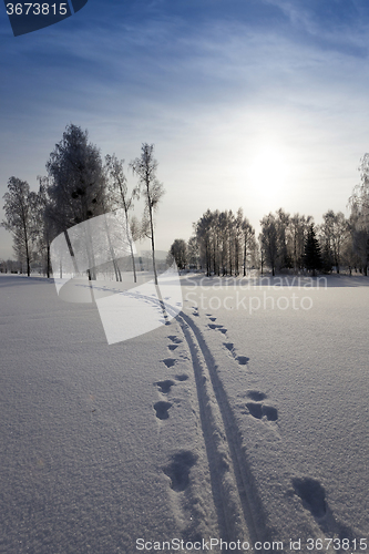 Image of trees in winter 