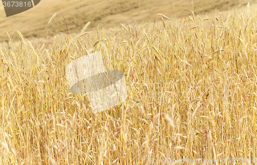 Image of mature cereal . close-up  