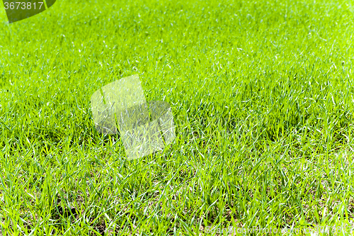 Image of  green wheat sprout