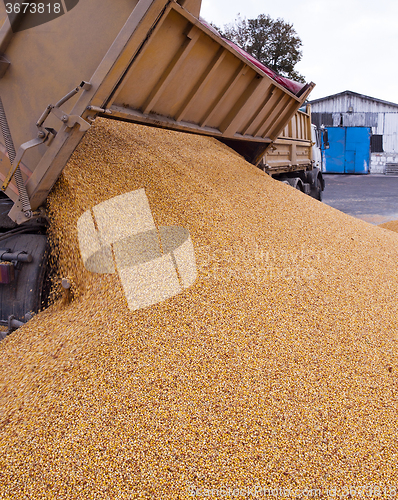 Image of harvesting corn . car