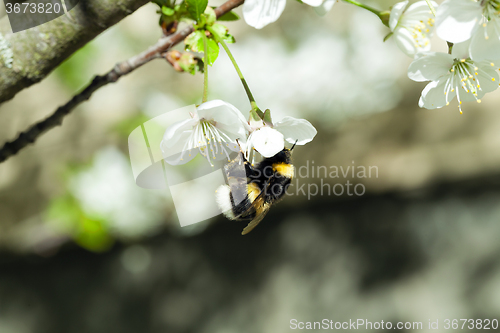 Image of cherry blossoms  . spring  