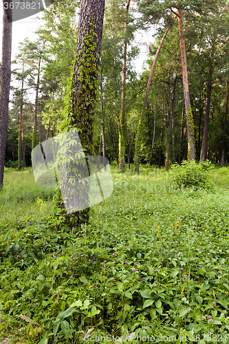 Image of trees in spring 