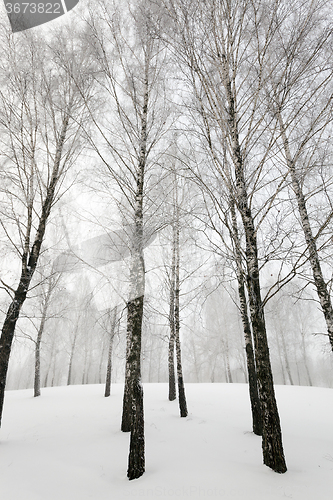 Image of  trees.    winter season.