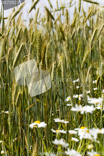 Image of flowers in the field  