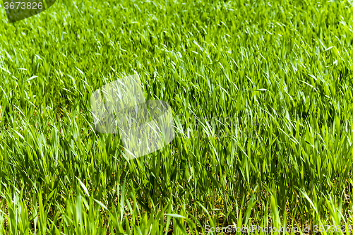 Image of immature cereals . wheat