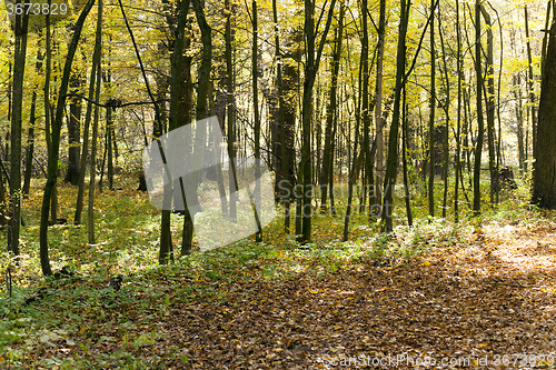 Image of the autumn wood   