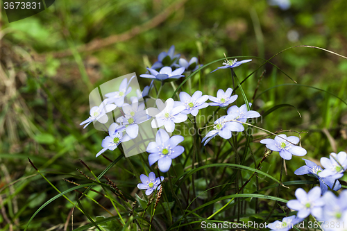 Image of blue spring flowers  