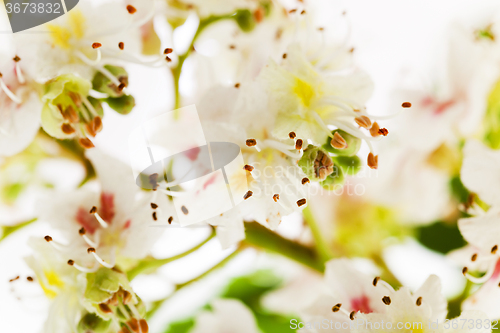 Image of blooming chestnut . close-up 