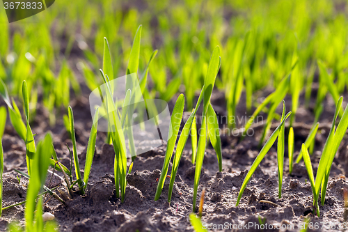 Image of Green wheat   close-up  