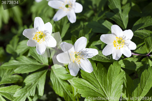 Image of   white spring flowers.