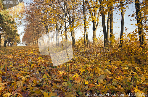 Image of autumn trees. Belarus