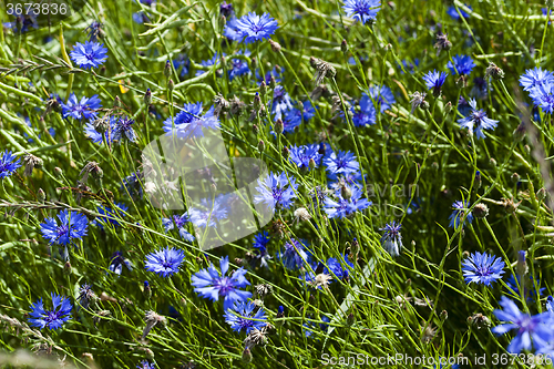 Image of cornflower . summer. weed