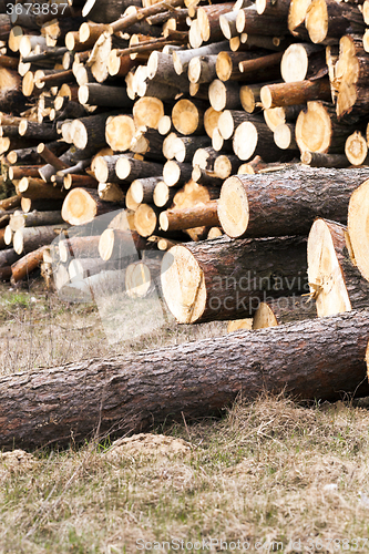 Image of   photographed closeup timber 