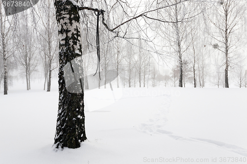 Image of trees in winter   