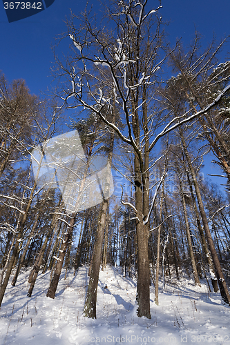 Image of trees in winter 