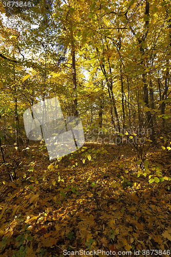 Image of autumn forest . Belarus