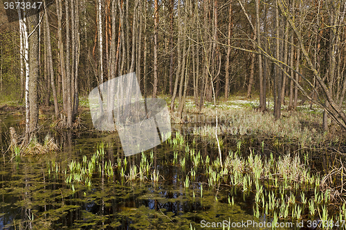 Image of swamp . spring season