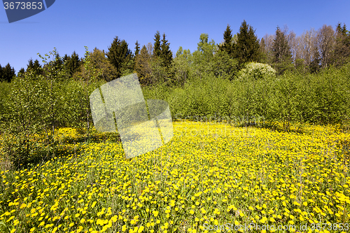 Image of yellow dandelions.   spring 