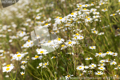 Image of daisies   spring   season