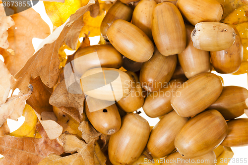 Image of oak acorns  .  close-up 
