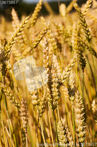 Image of   grow ripe cereals