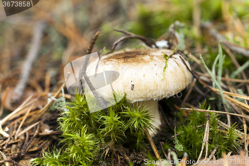 Image of Forest mushroom .  forest