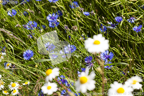 Image of daisy flowers . summer  