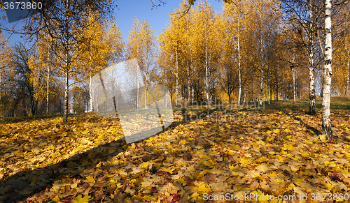 Image of   park in autumn  