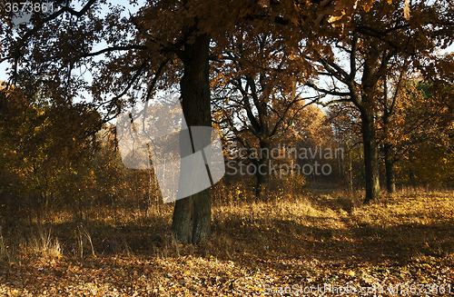 Image of   the autumn season 