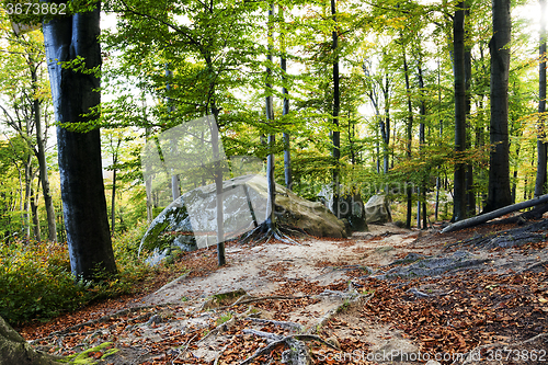 Image of autumn forest   Belarus