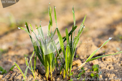 Image of sprouted wheat  . dawn sun 